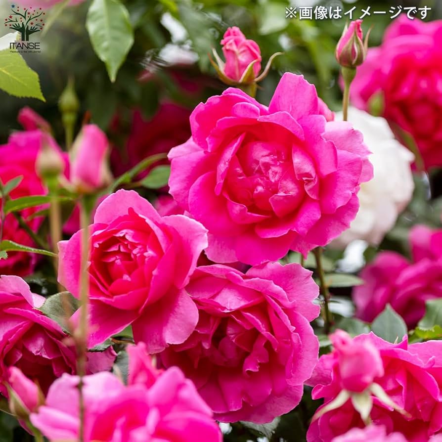 日本の薔薇　100Ml×10 Amazon.co.jp: 返り咲き性つる薔薇・パレード 5号角鉢新苗【品種